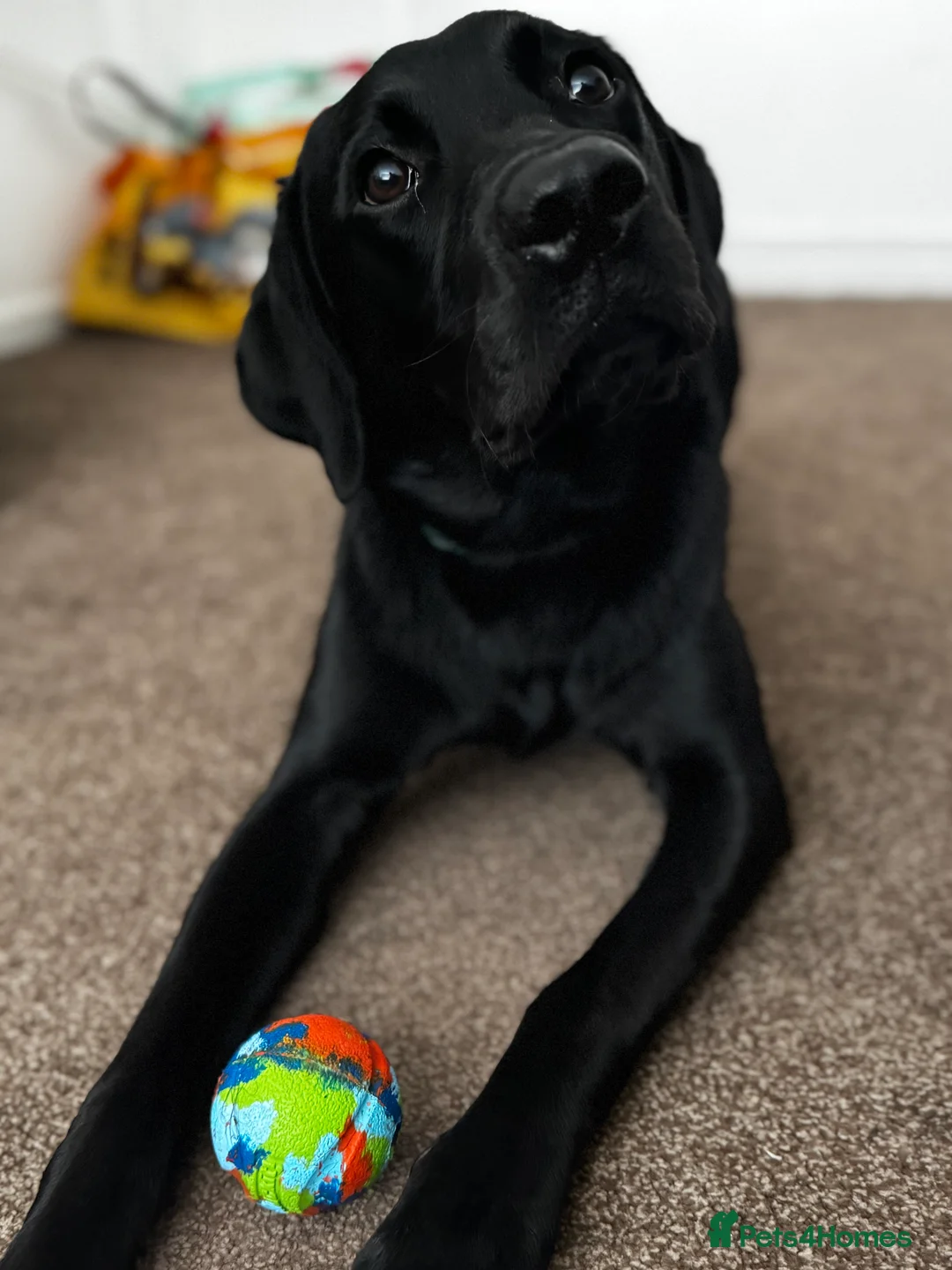 Labrador Retriever dogs for sale: Male Labrador  - Advert 6