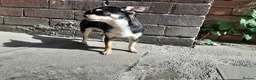Chihuahua dogs for sale: Missy, pedigree tri black chihuahua girl. - Advert 9