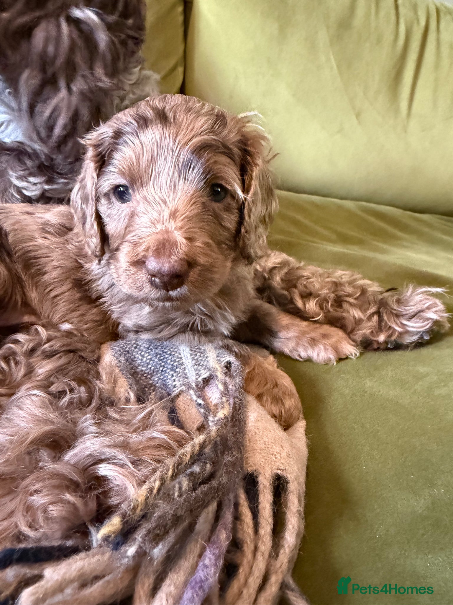 Cockapoo dogs Cockapoo puppies for sale  - Advert 4