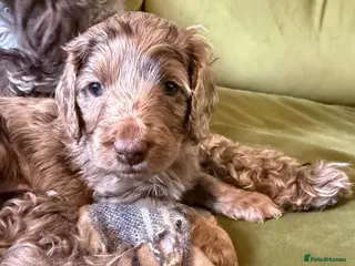 Cockapoo dogs Cockapoo puppies for sale - Advert 4