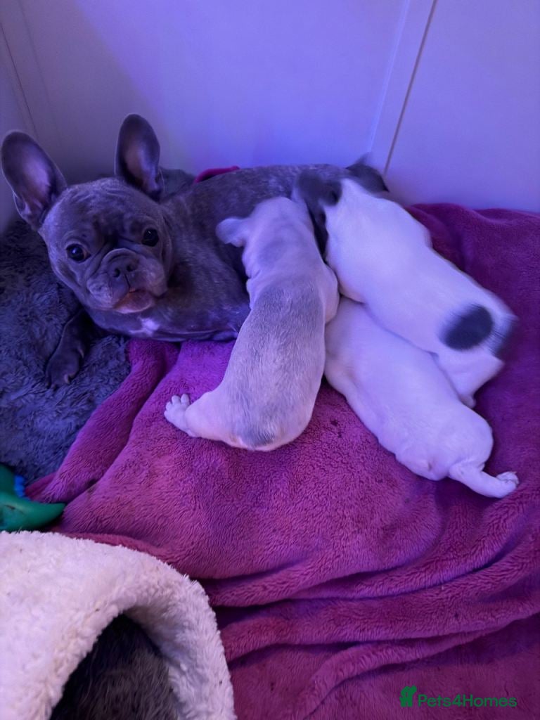 French Bulldog dogs Beautiful Frenchies Ready for Their Forever Homes - Advert 1