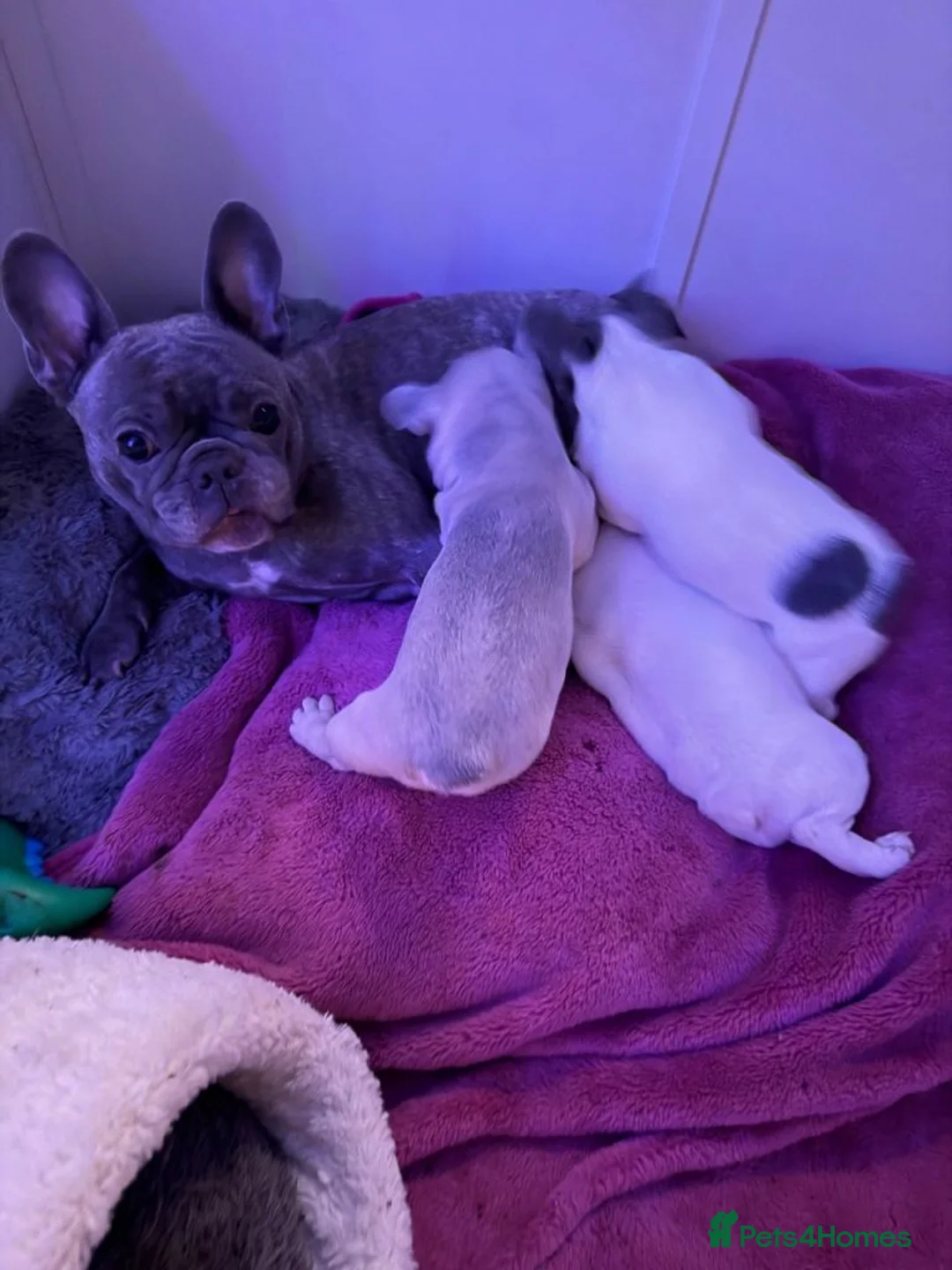 French Bulldog dogs for sale: Beautiful Frenchies Ready for Their Forever Homes in Stockport - Advert 1