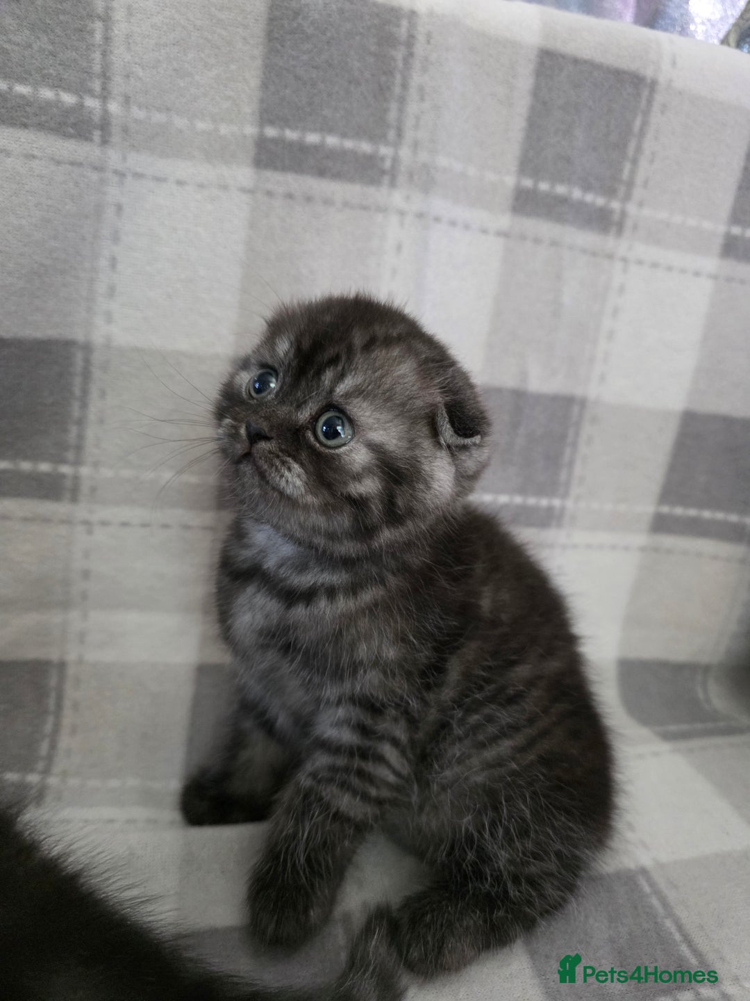 Scottish Fold cats for sale: Scottish-fold/straight ears kittens grey colour - Image 2