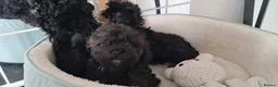 Shih Tzu dogs for sale: Pedigree Shihpoos  - Advert 2