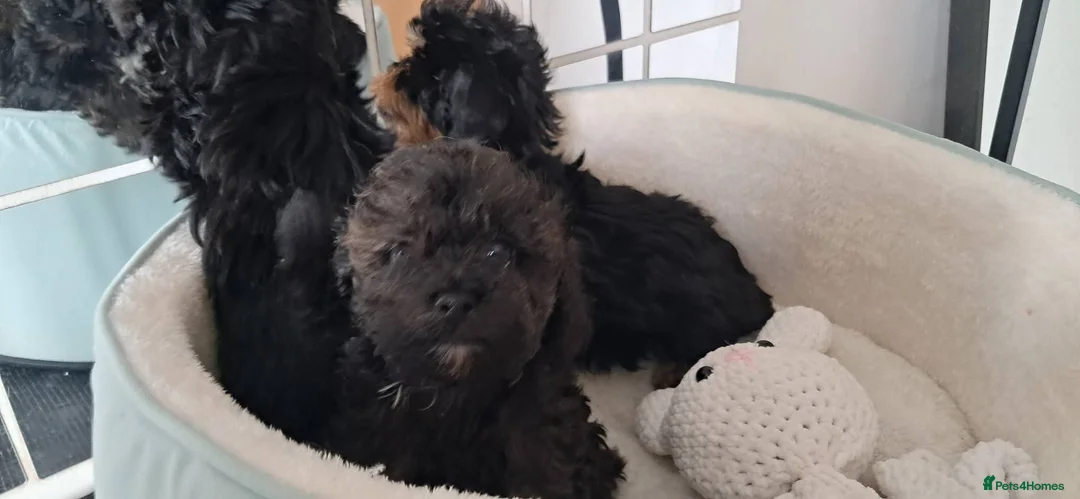 Shih Tzu dogs for sale: Pedigree Shihpoos  - Advert 2