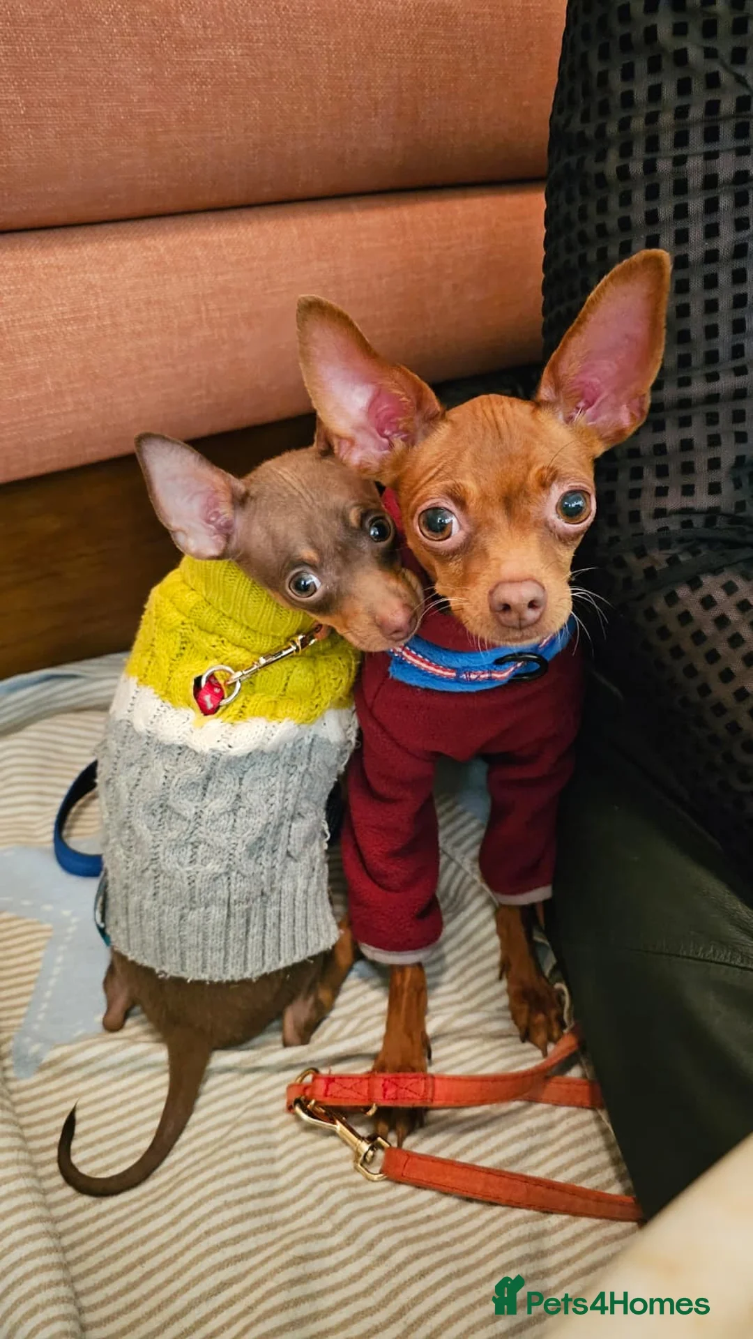 Russian Toy Terrier dogs for sale: Shorthaired KC Russian Toy only one boy available  - Advert 1