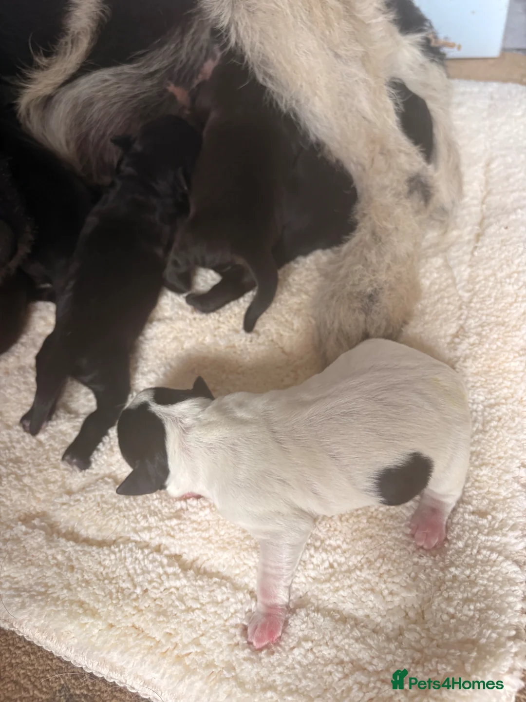 Patterdale Terrier dogs for sale: Puppies - Advert 2