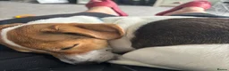 Jack Russell dogs for sale: 2 year old Cindy is looking for her forever home in Preston - Advert 6