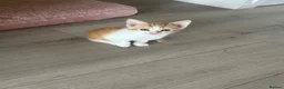 Mixed Breed cats for sale: GORGEOUS KITTENS  - Advert 17