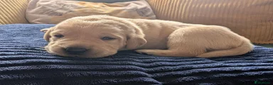 Labrador Retriever 5