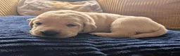 Labrador Retriever dogs for sale: Red fox Labrador puppies 4 male 3 female  - Advert 3