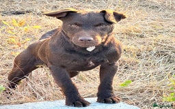 Patterdale Terrier dogs for sale: 5⭐️RATED LICENSED AND REGISTERED  - Image 2