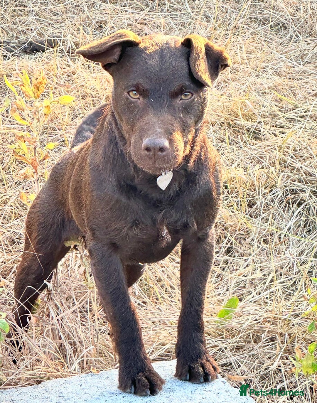 Patterdale Terrier dogs for sale: 5⭐️RATED LICENSED AND REGISTERED  - Image 2
