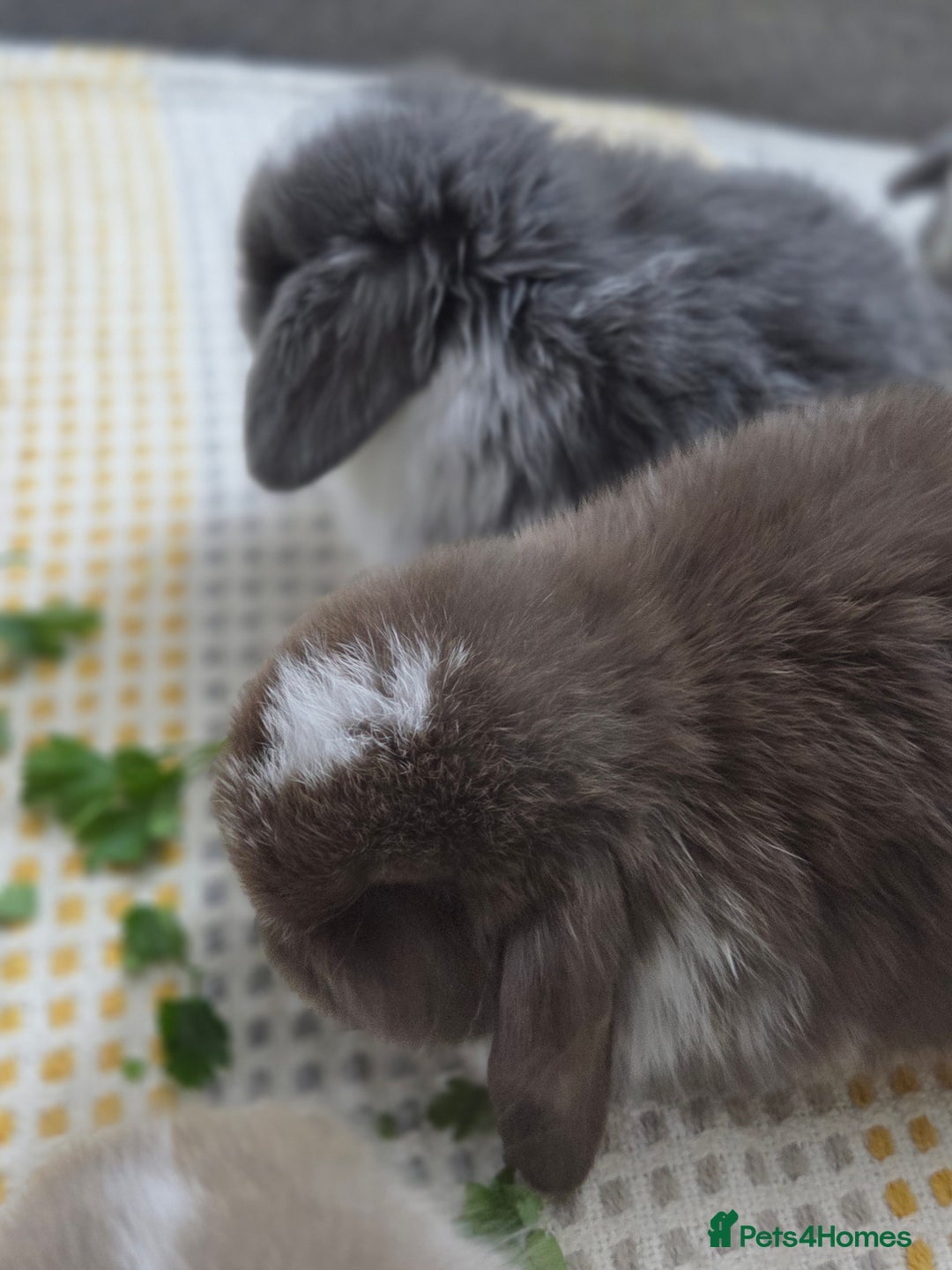 Mini Lop rabbits for sale: Minilops - Image 9