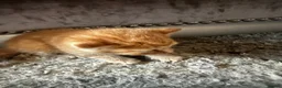 Mixed Breed cats for sale: Beautiful kittens - Advert 4