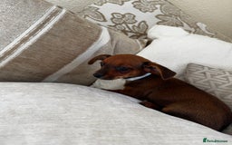 Miniature Dachshund dogs for sale: Miniature dachshunds - Image 29