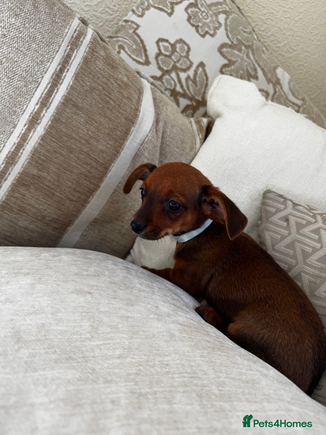 Miniature Dachshund dogs for sale: Miniature dachshunds - Image 29
