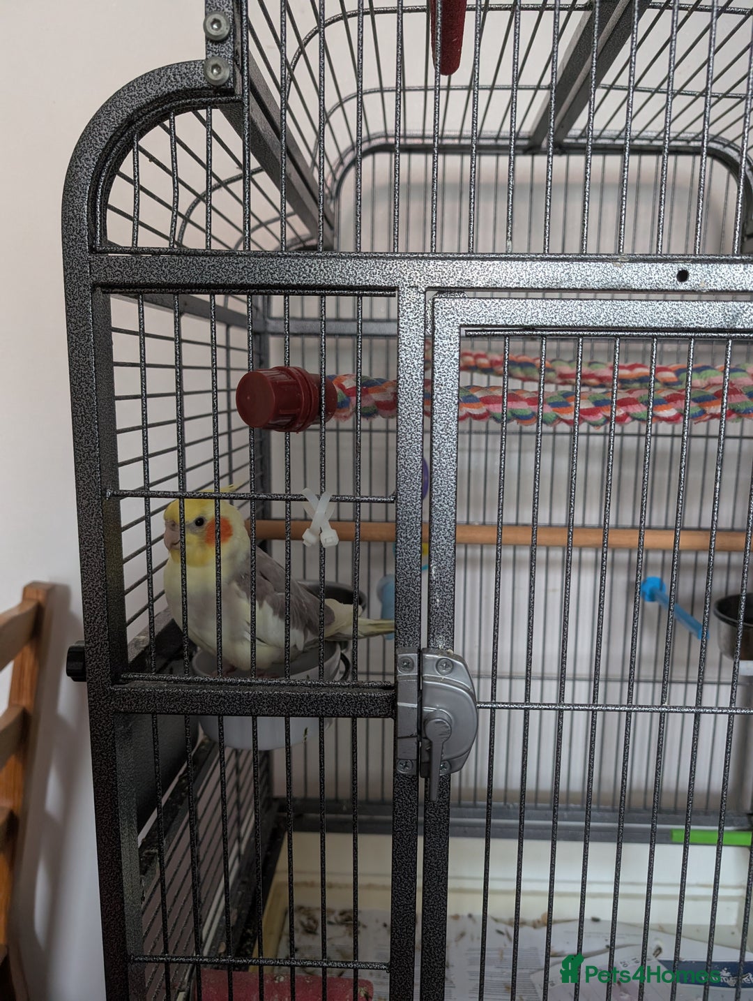 Cockatiels birds for sale: Cockatiel female 3 yrs old. Prefers out of cage. - Image 15