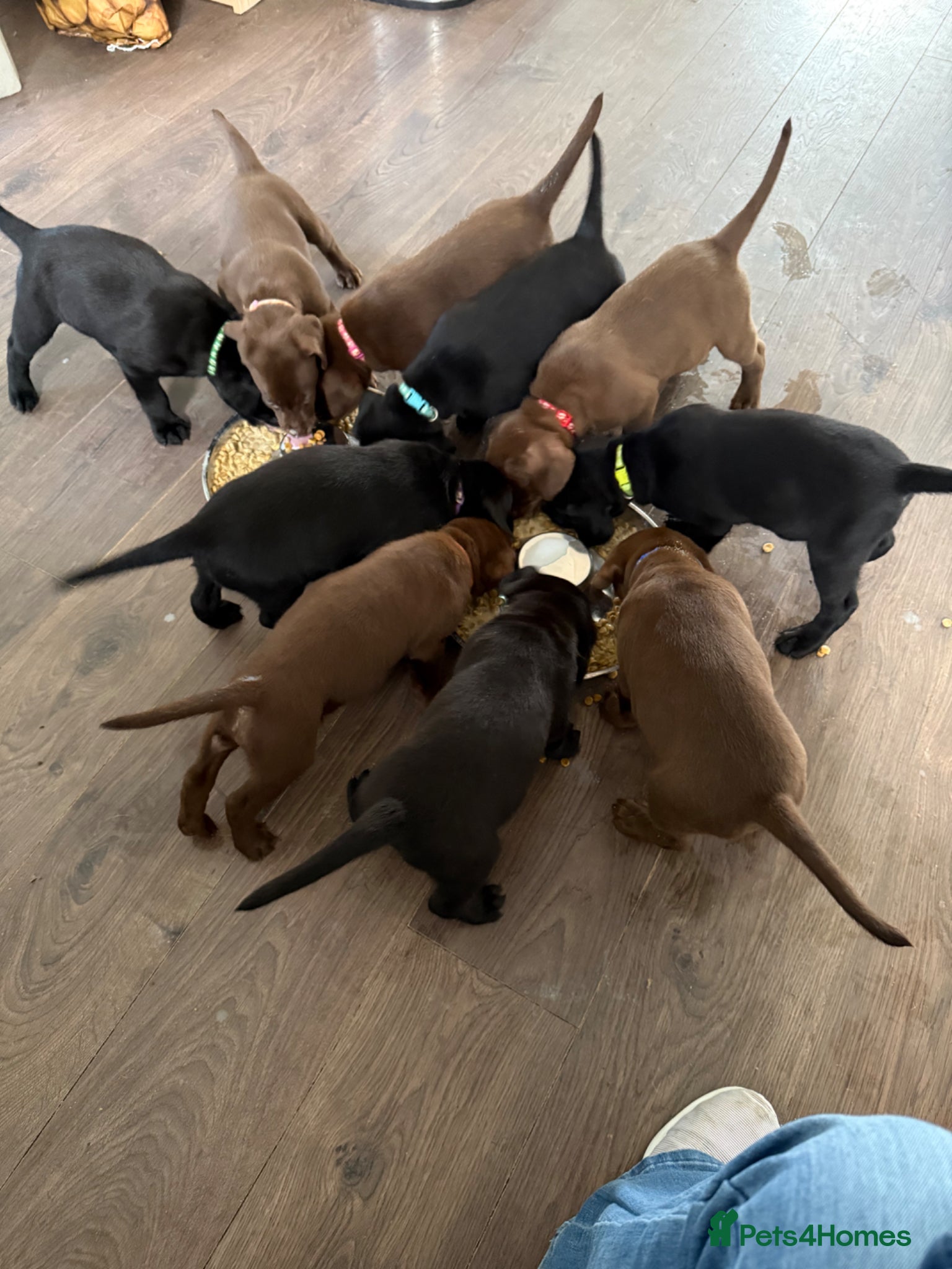 Labrador Retriever dogs KC registered Chocolate and Black labrador puppies - Advert 2