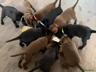 Labrador Retriever dogs KC registered Chocolate and Black labrador puppies - Advert 1