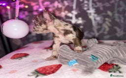 French Bulldog dogs for sale: French bulldog puppy’s - Image 28