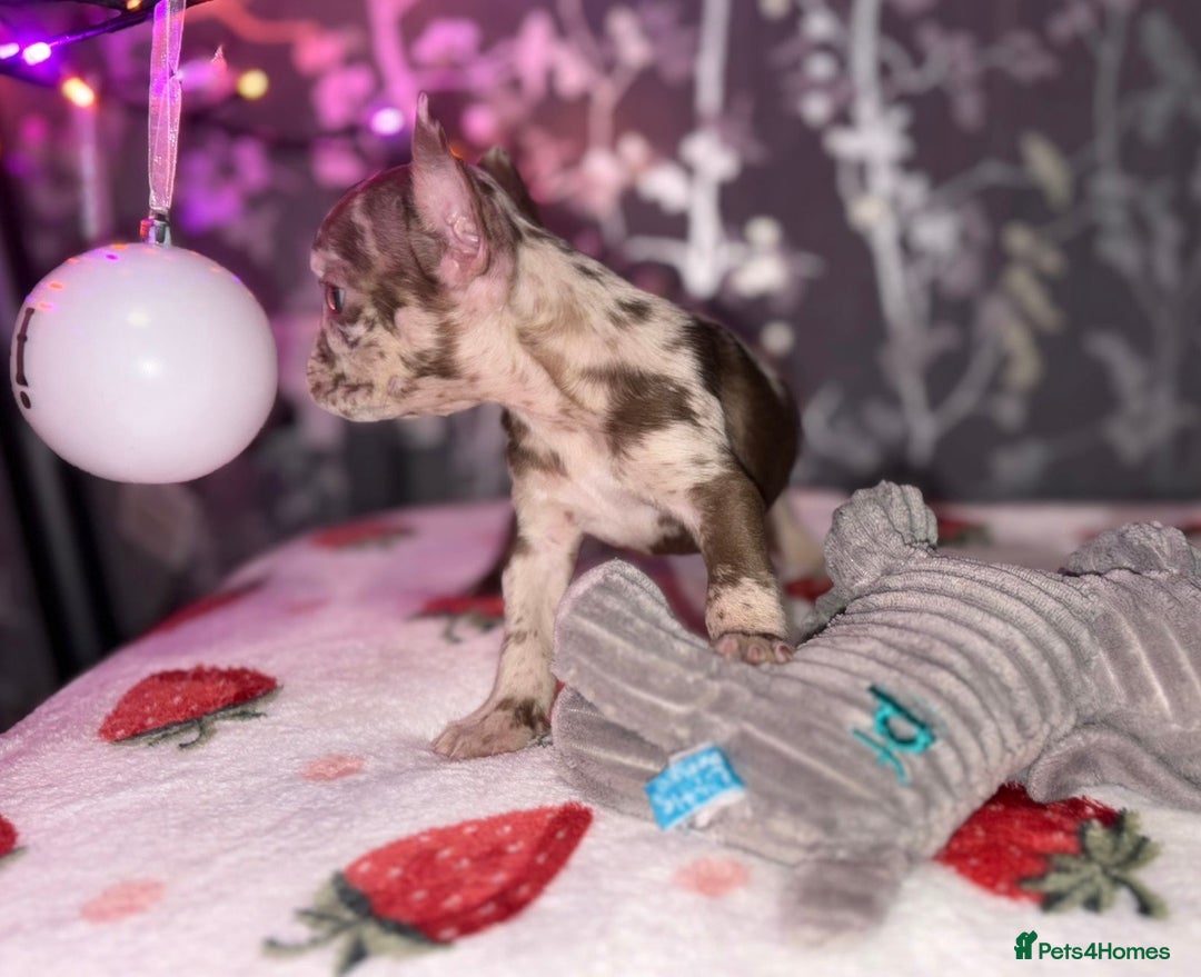 French Bulldog dogs for sale: French bulldog puppy’s - Image 28