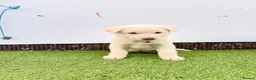 Akita dogs for sale: Akita puppy’s for sale in Birmingham - Advert 13