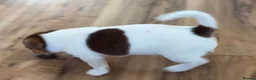 Jack Russell dogs for sale: Jack Russell  - Advert 13