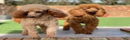 Poodle dogs for stud: Donnajays professional service in Stafford - Advert 2