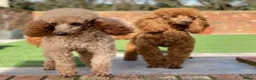 Poodle dogs for stud: Donnajays professional service in Stafford - Advert 2