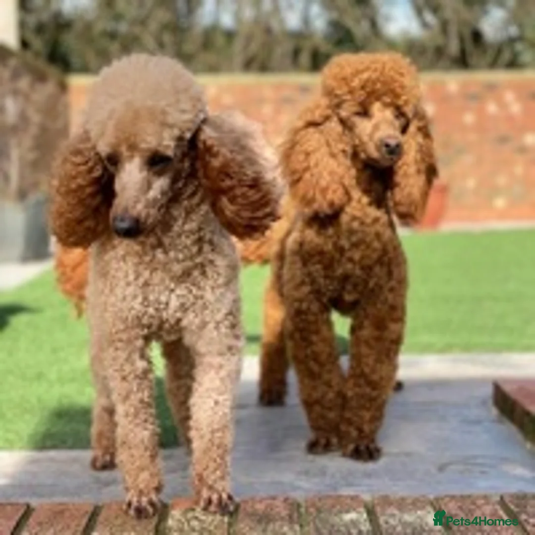 Poodle dogs for stud: Donnajays professional service in Stafford - Advert 2