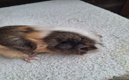 Guinea Pig rodents for sale: Baby Female Guineapigs  - Image 3