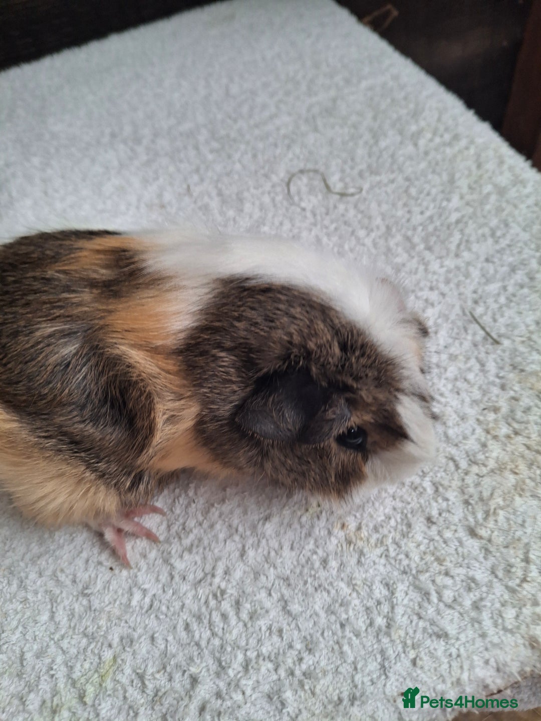 Guinea Pig rodents for sale: Baby Female Guineapigs  - Image 3