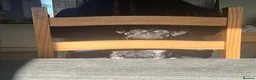 Frug dogs for sale: Female Frug in Sherborne - Advert 3