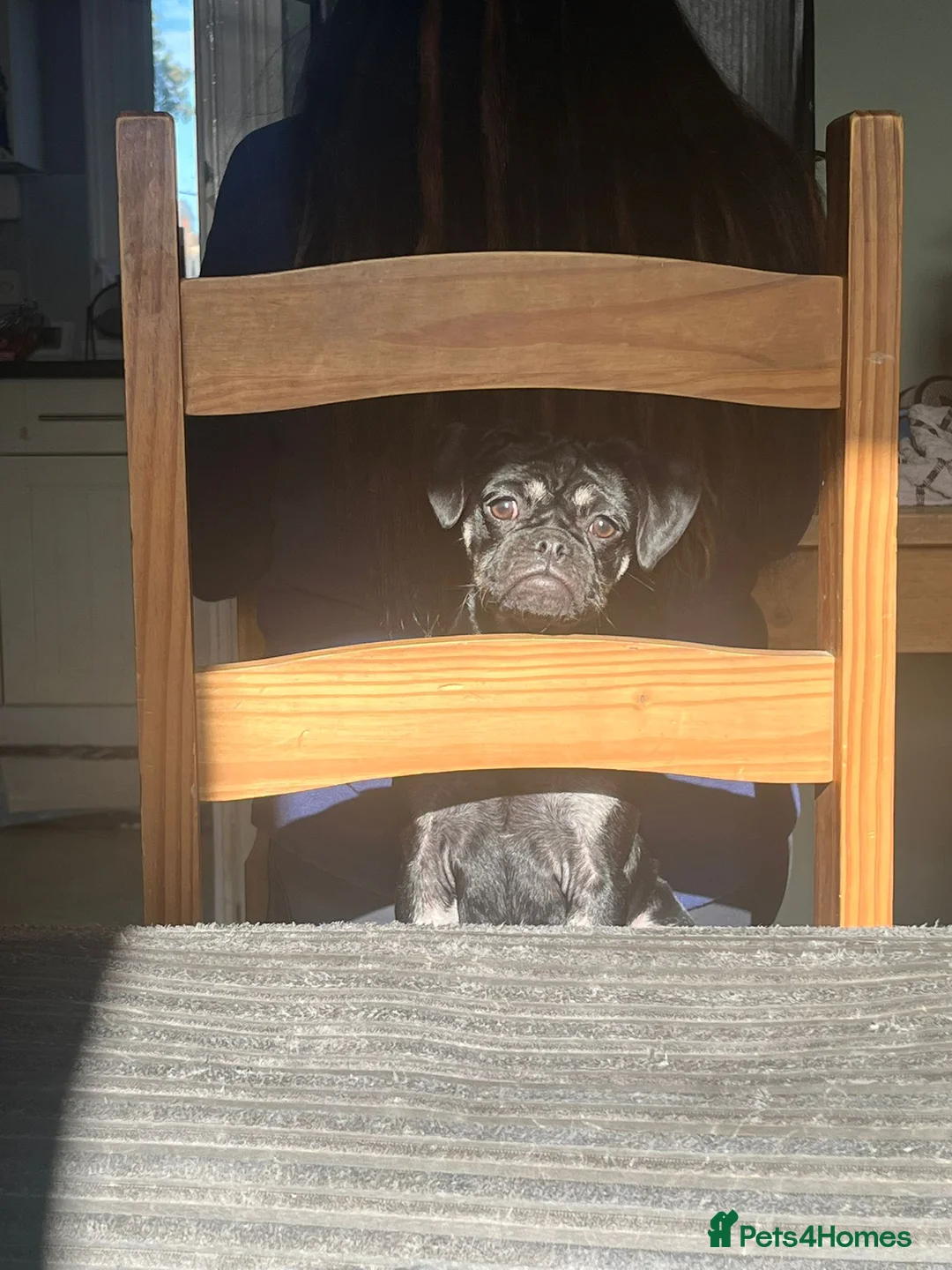 Frug dogs for sale: Female Frug in Sherborne - Advert 3