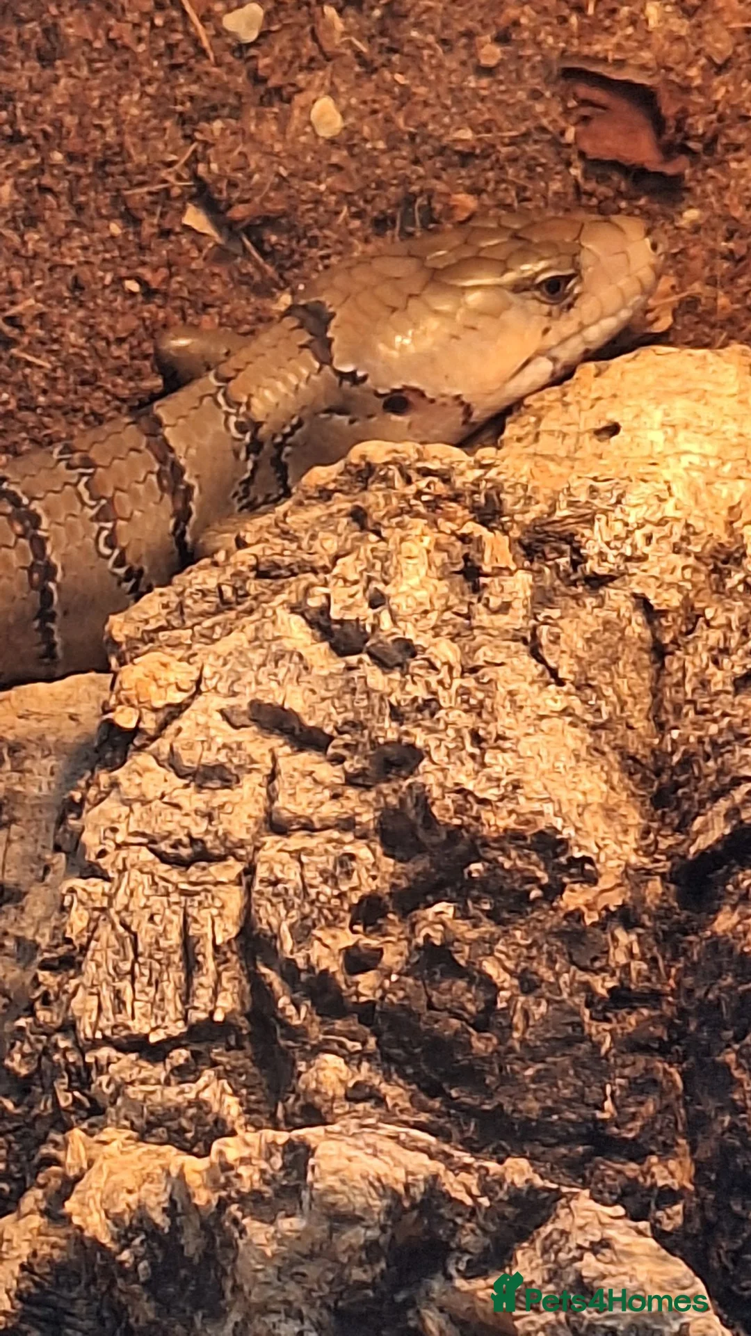 Skink reptiles for sale: Pink tongue skinks  in Axminster - Advert 2