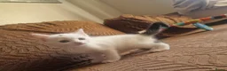 Mixed Breed cats for sale: Beautiful kittens READY TODAY  - Advert 7