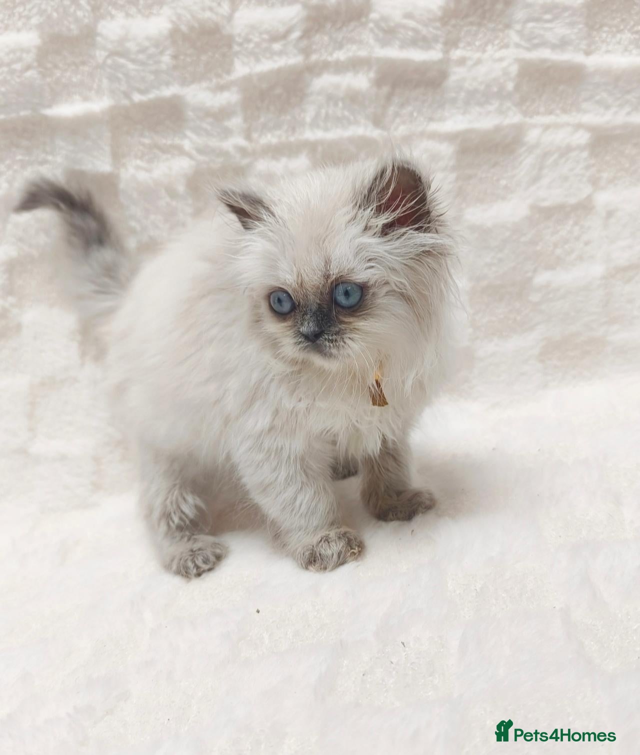 British Shorthair cats British shorthair and British longhair - Advert 1