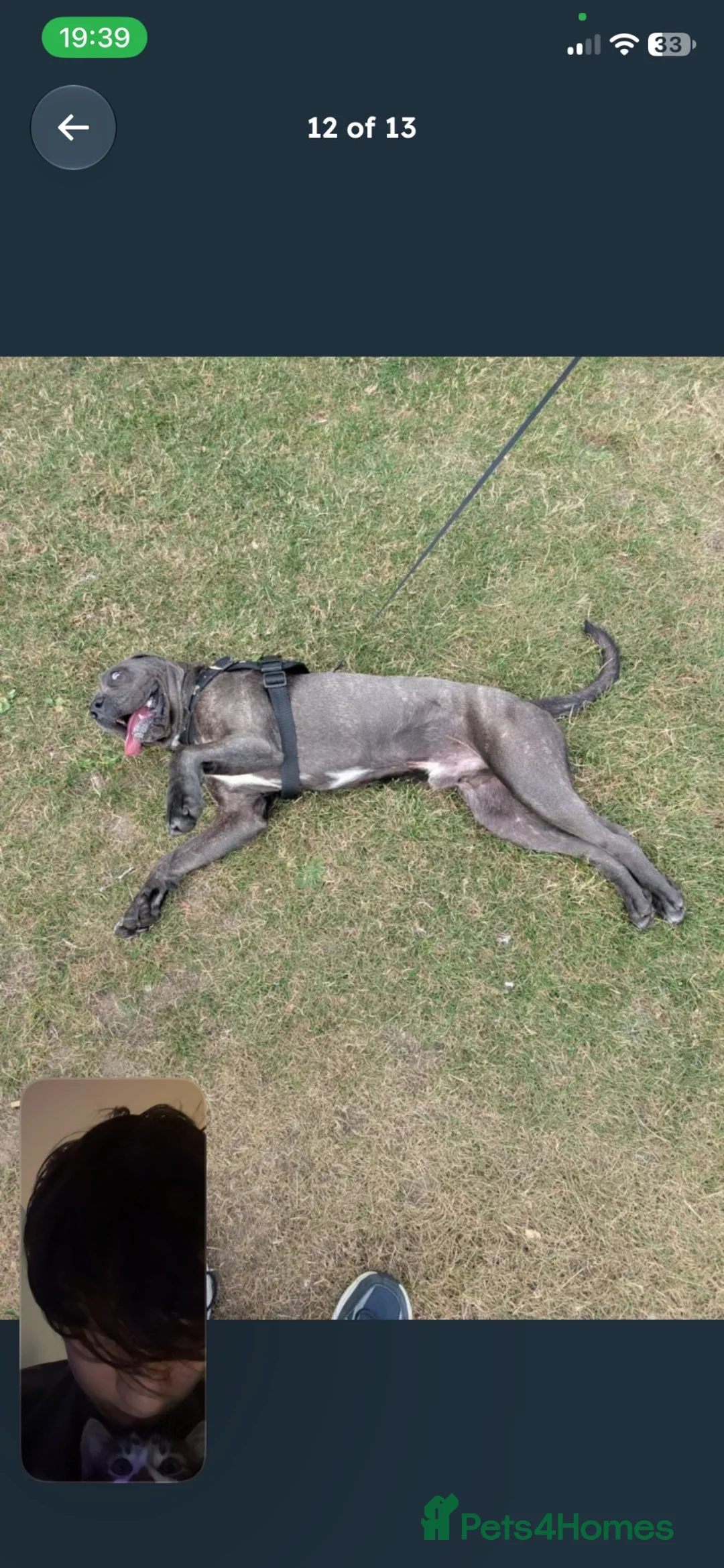 Cane Corso dogs for sale: Zeus  - Advert 2