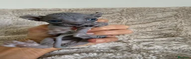 Sphynx 4