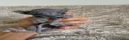 Sphynx cats for sale: Stunning sphinx kittens  - Advert 6
