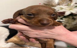 Miniature Dachshund dogs for sale: Kennel club registered litter of 4 pups - Image 10