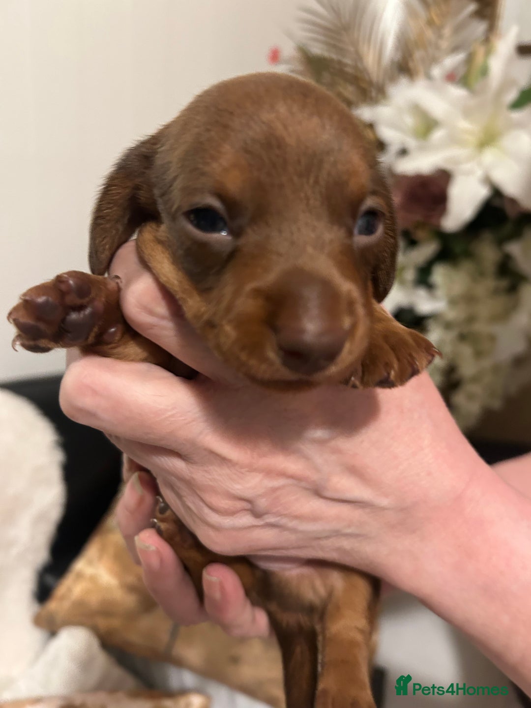 Miniature Dachshund dogs for sale: Kennel club registered litter of 4 pups - Image 10