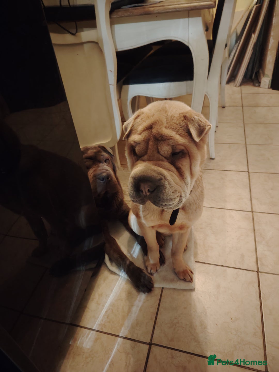 Shar Pei dogs for sale: Two male shar pei - Advert 2