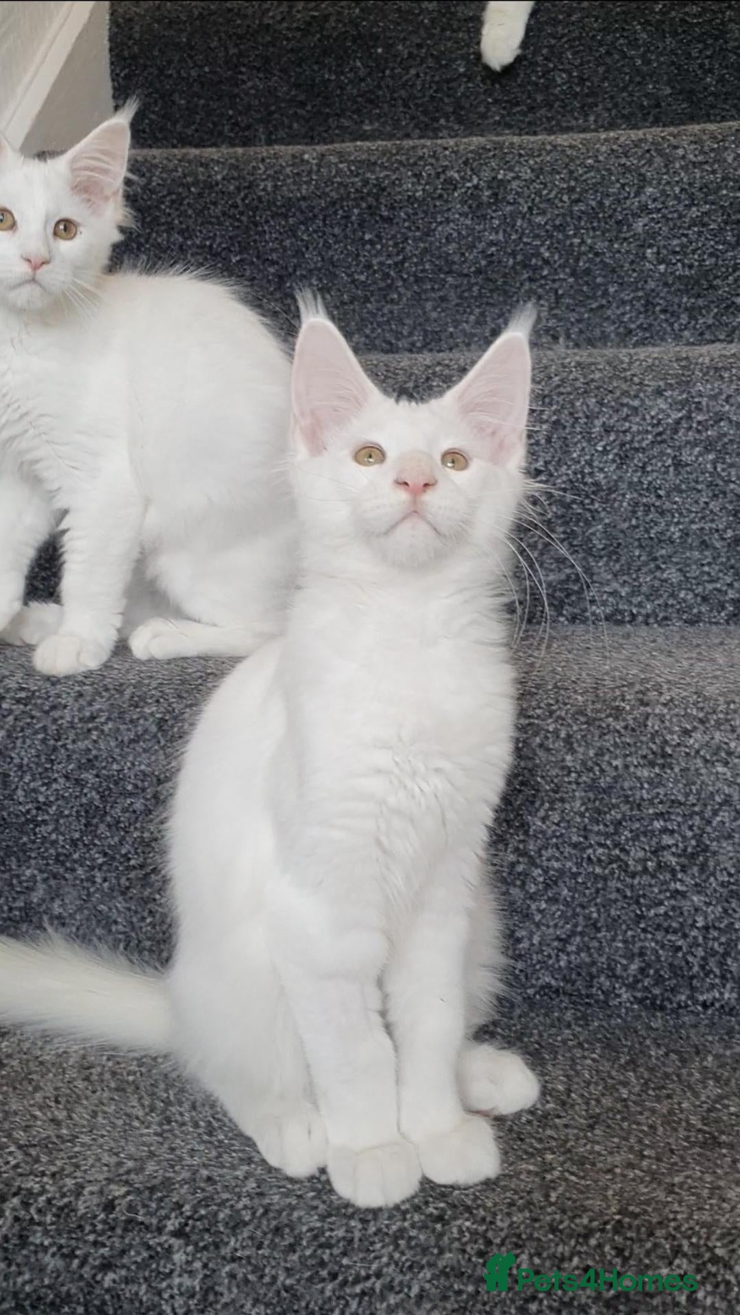 Maine Coon cats 🏅TICA🏅reg pure maine coons - Advert 1