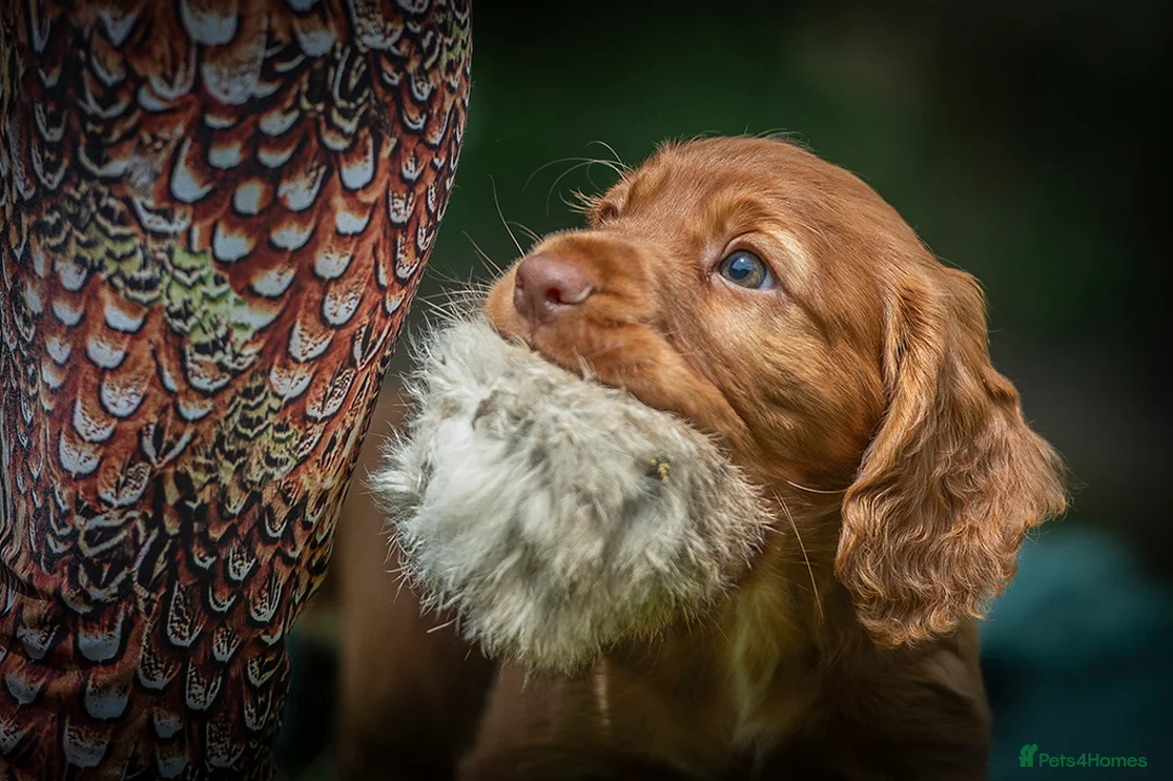 Cocker Spaniel dogs for stud:  A Well Bred, DNA HT KC REG Working Cocker in Tonbridge - Advert 8