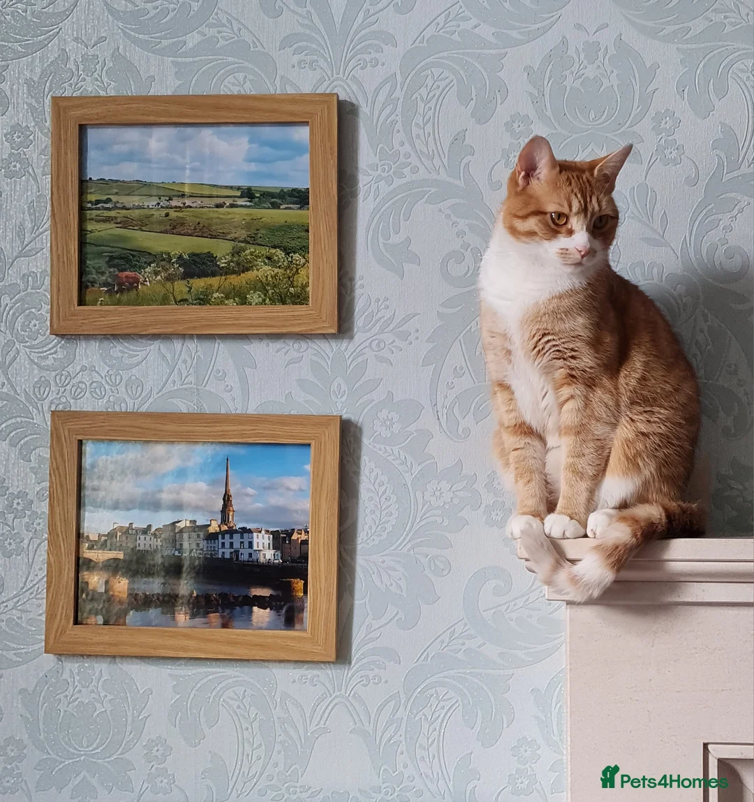 Mixed Breed cats for sale: Chappie 6yrs Jasper 5yrs. Free to very good home - Advert 2