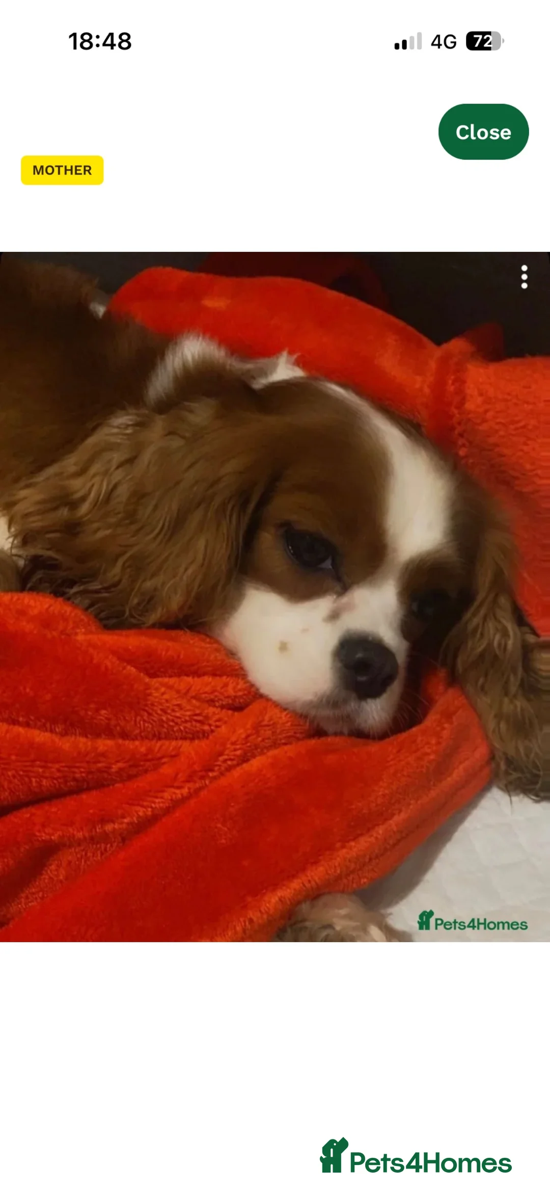 Cavapoo dogs for sale: Archie  - Advert 2