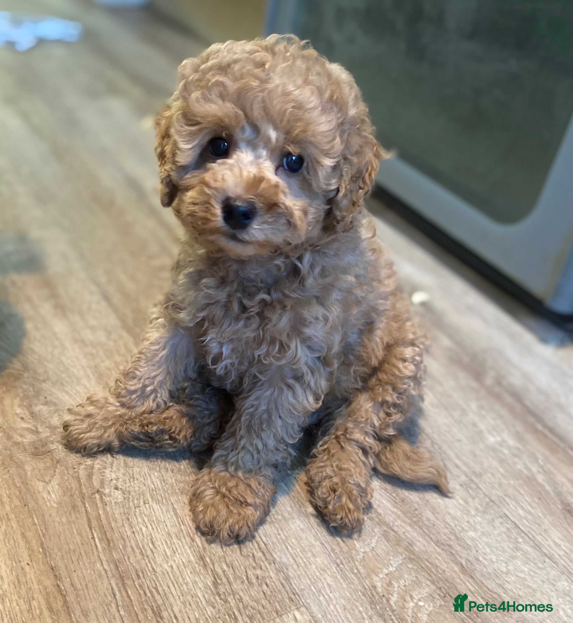 Toy Poodle dogs KC Toy Poodles Ready Now - Advert 1