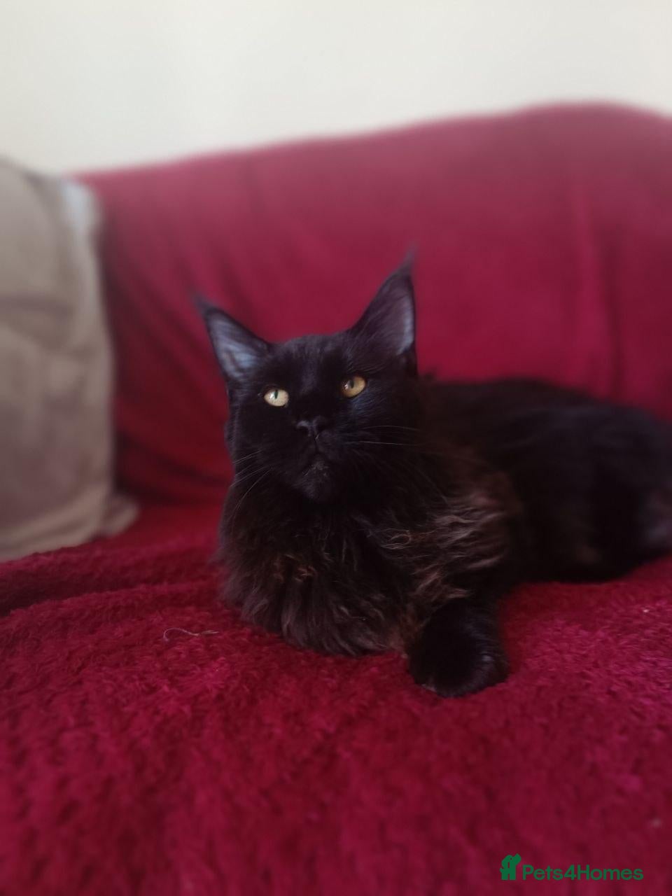 Maine Coon cats 8 months old maine coon girl  - Advert 1